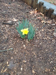 Our Very First Sign of Spring!!!