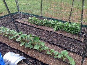 Cucumbers are at the front and green beans are in the back!