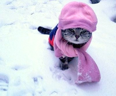 Do Indoor Cats Get Winter Coat Do Indoor Cats Get Winter Coat