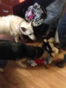 Simba opening her birthday presents with her sister looking on!