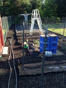 This years Veggie Garden!