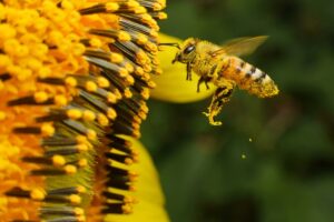 a-bee-covered-with-pollen-at-a-flower