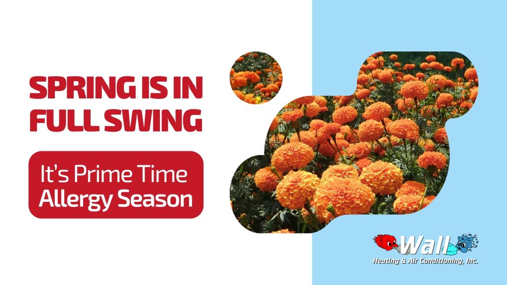 "Spring is in full swing! It's prime time allergy season." With a supplamental image of orange marigolds in bloom.