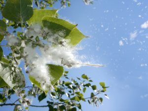 tree-pollen-blowing-through-a-blue-sky